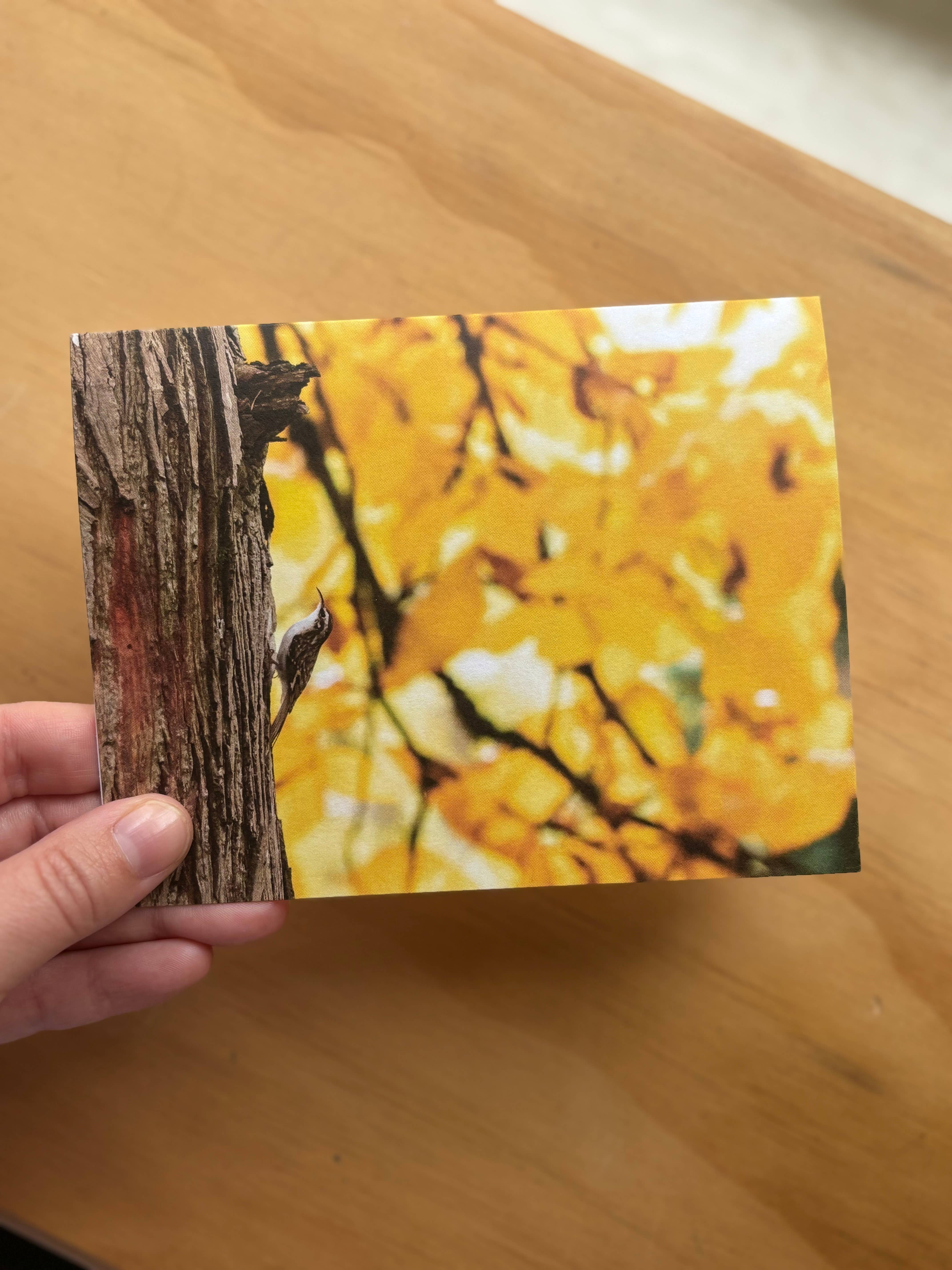 Andrea Morris Art - Wholesale Stationery/Notecard Set - Fall Card Variety Pack (5 Different Cards + Envelopes)6
