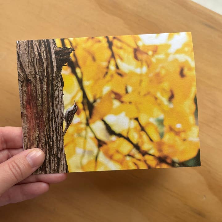 Andrea Morris Art - Wholesale Stationery/Notecard Set - Fall Card Variety Pack (5 Different Cards + Envelopes)6