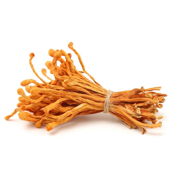 Cordyceps Militaris Mushroom Powder for wholesale by Mushröm