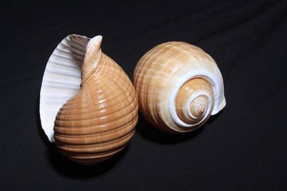Darlene's Shells - Wholesale Decorative Tabletop Object - 8-9" TONNA CEPA0