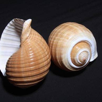 Darlene's Shells - Wholesale Decorative Tabletop Object - 8-9" TONNA CEPA0