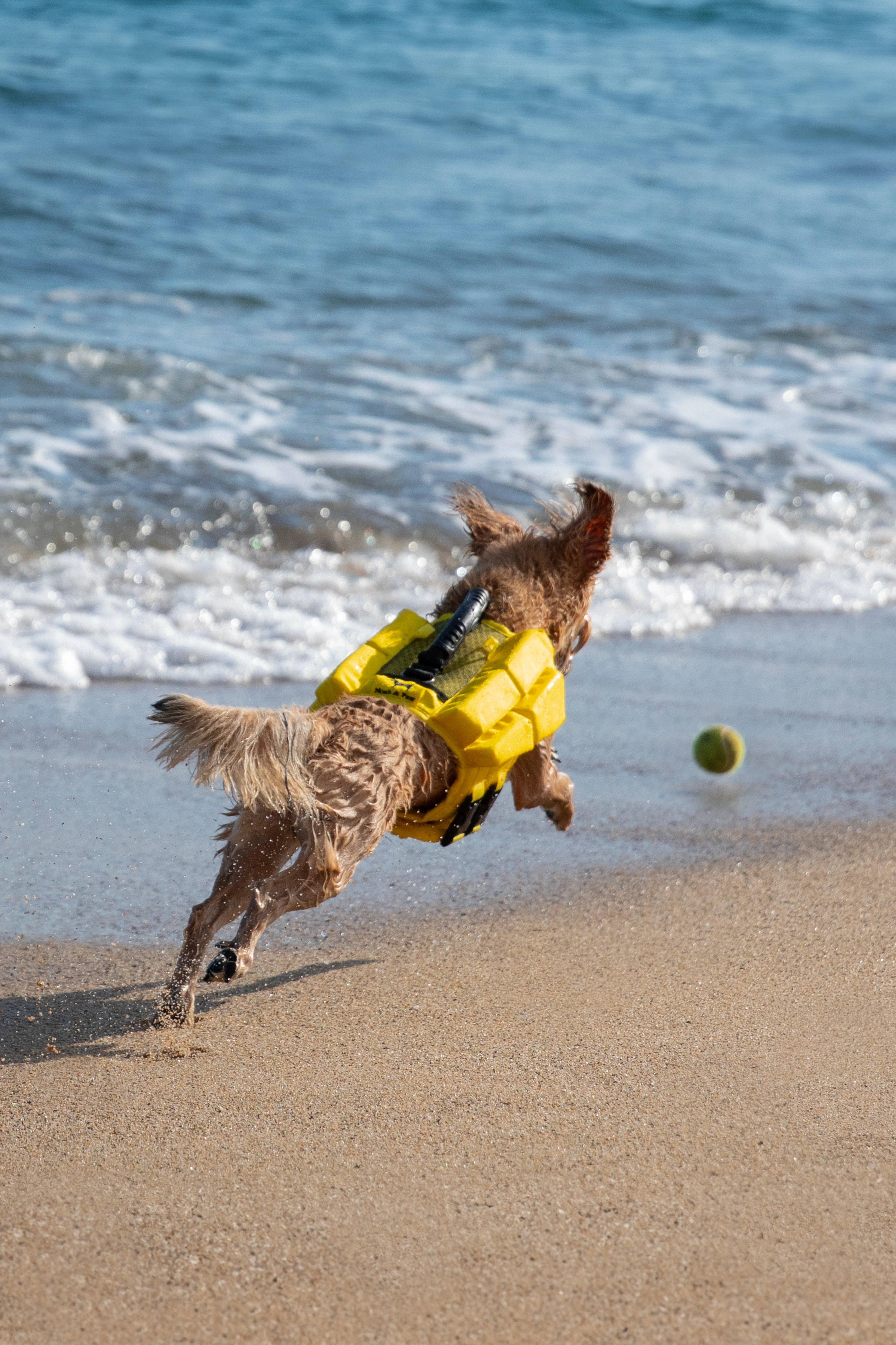 NOAH AND PAW LLC – Großhandel Haustierjacke – Hund – Human Standards Hundeschwimmweste mit 4-facher Schaumpolsterung für maximale Auftriebskraft – Gelb11