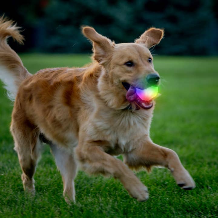 Pet Palette Distribution - Wholesale Pet Fetch Ball - Dog - Nite Ize GlowStreak® Wild LED Ball - Disc-O
