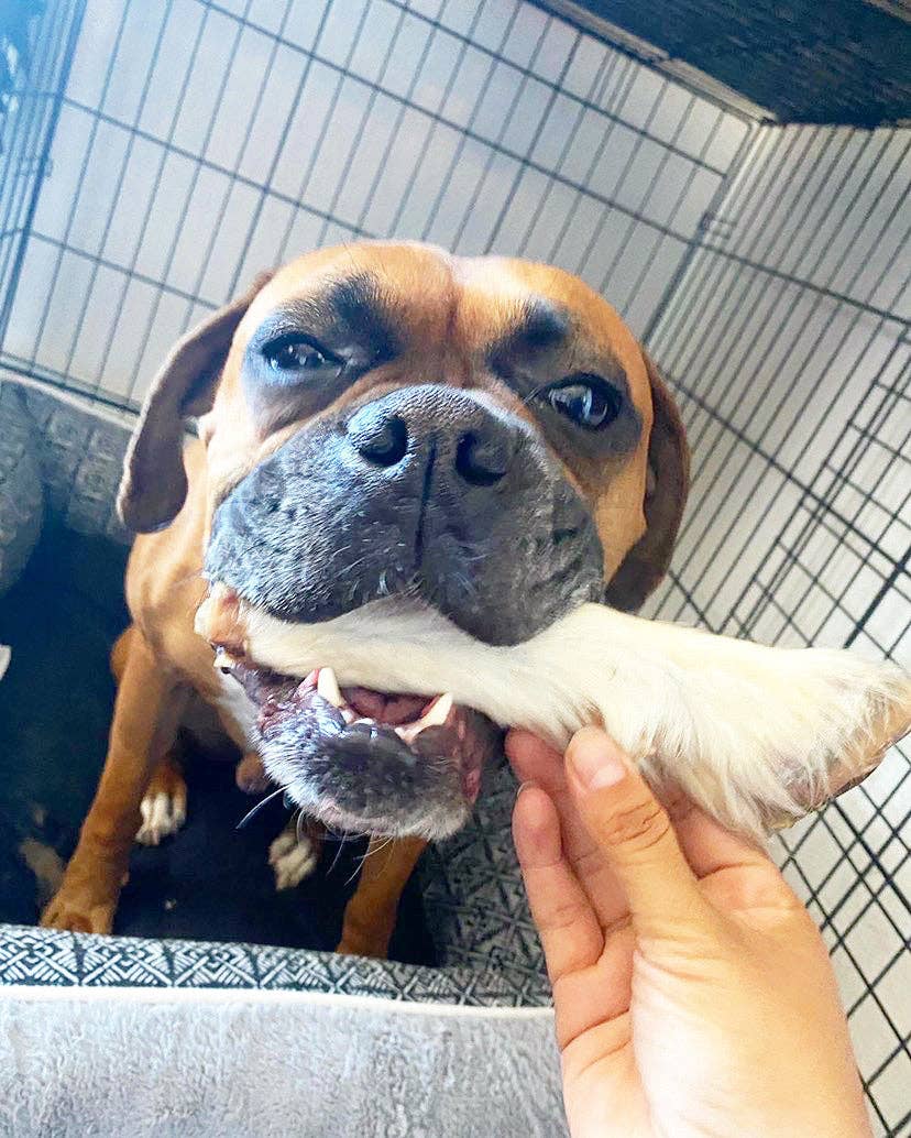 Naked Beasts, Inc. - Wholesale Pet Treats - Dog - Sheep Trotter - Limited Edition10