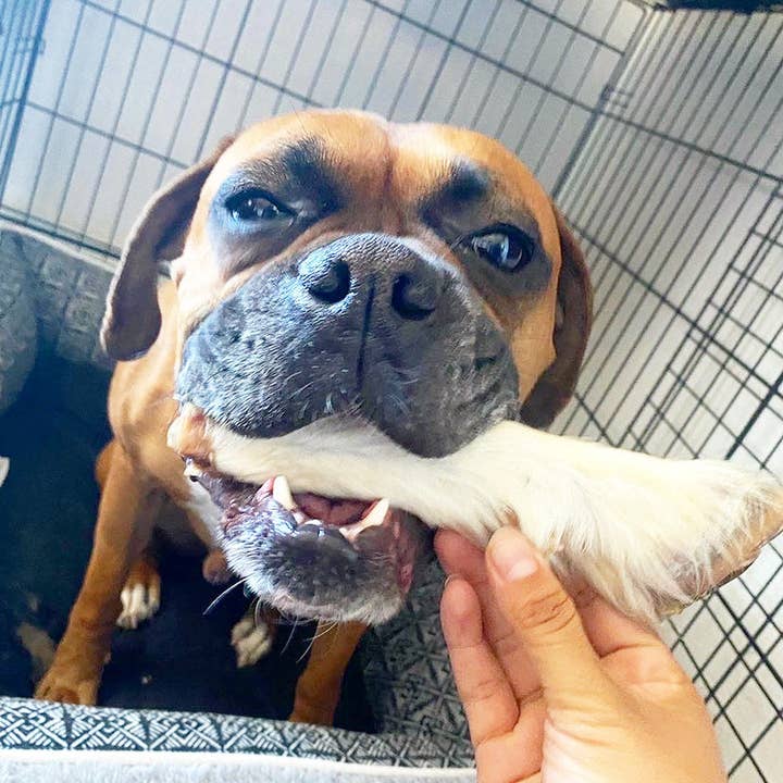 Naked Beasts, Inc. - Wholesale Pet Treats - Dog - Sheep Trotter - Limited Edition10