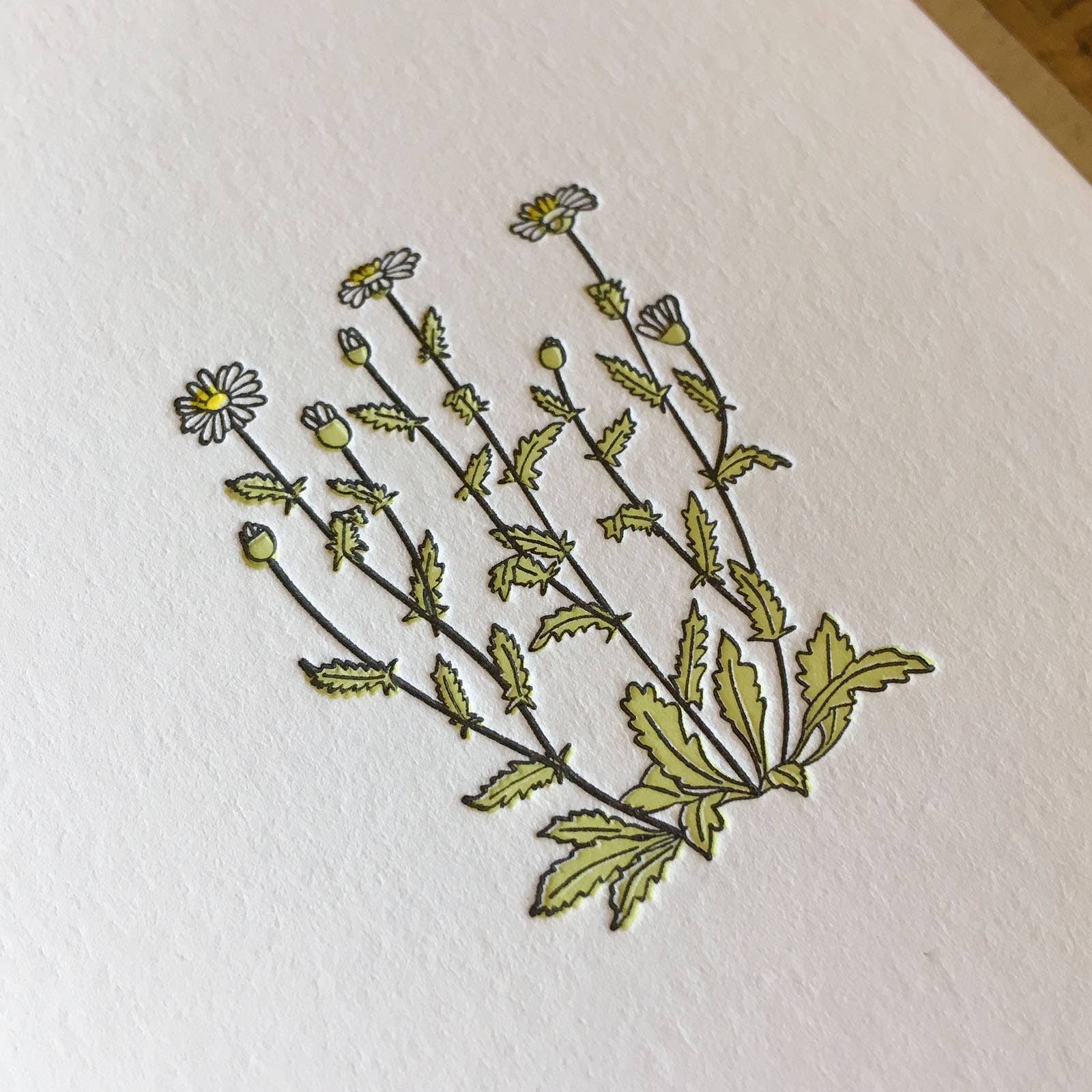 Green Bird Press - Wholesale Everyday Greeting Card - Oxeye Daisy Wildflower Letterpress Card2