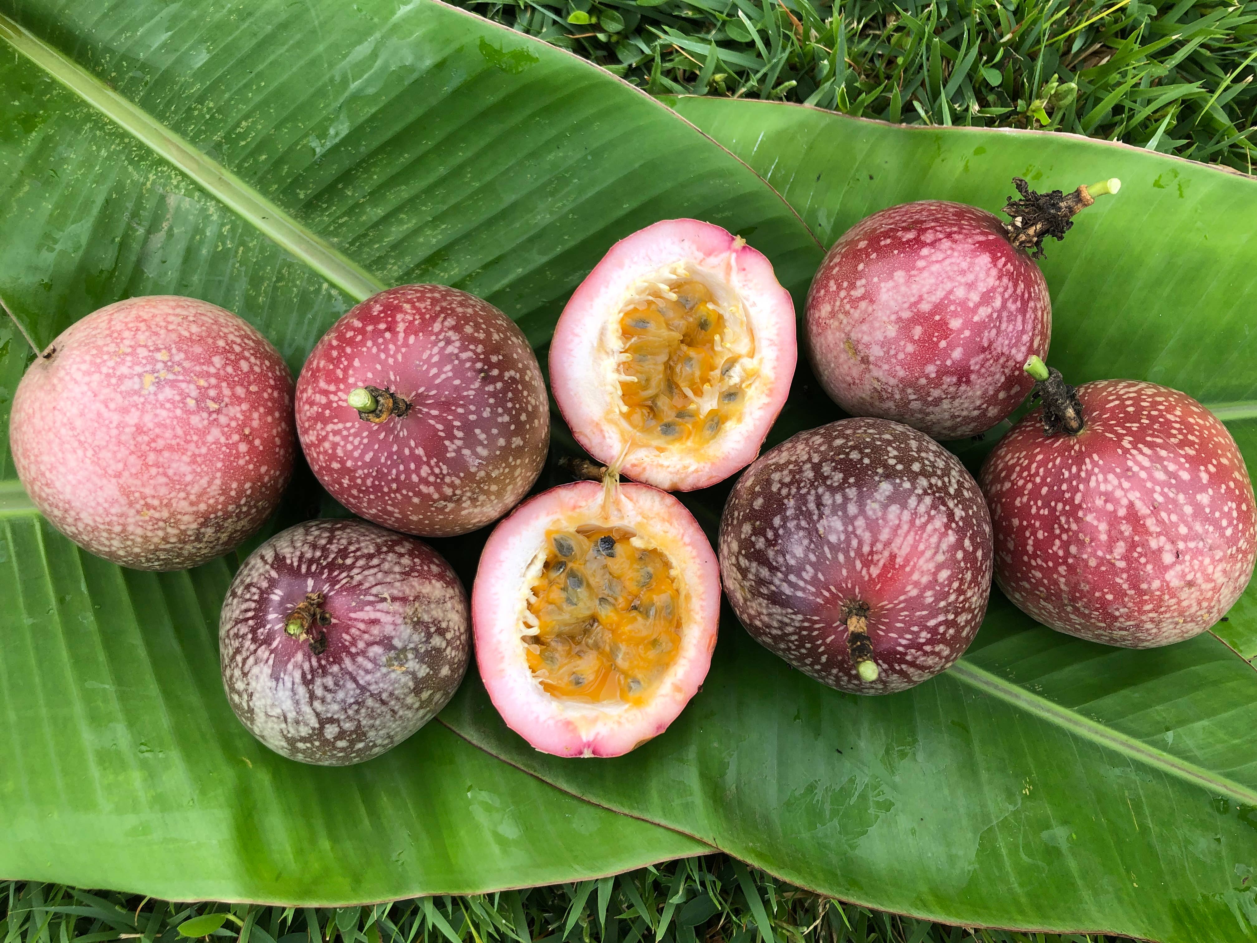 Aloha Bites – Engroshandel Marmelade – Aloha Bites Lilikoi (Passionsfrugt) Gelé1