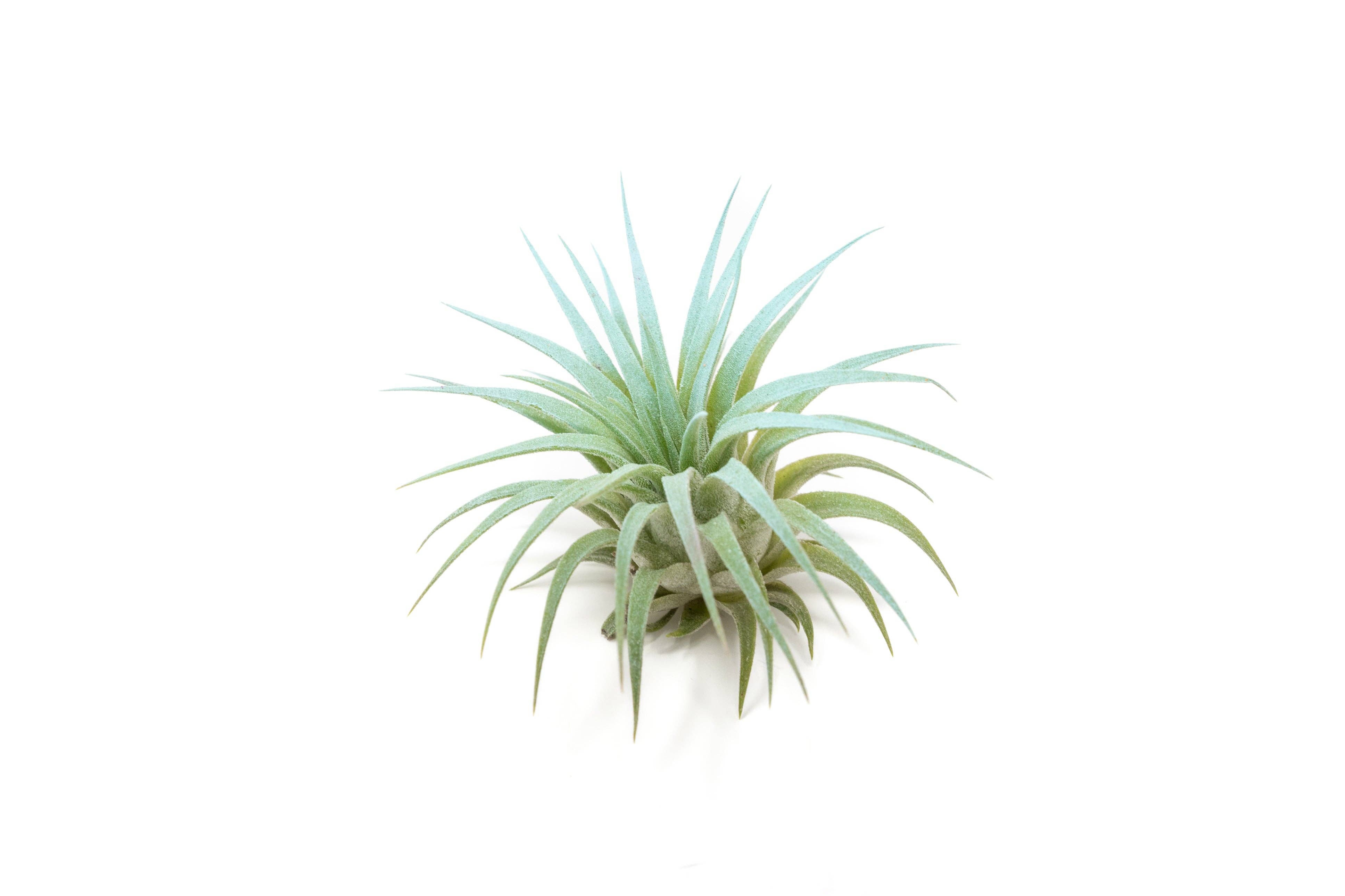 Air Plant Shop - Wholesale Live Plant - Color Enhanced Tillandsia Ionantha Rubra Air Plants34