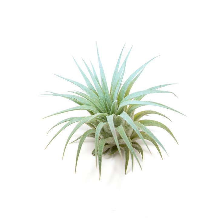 Air Plant Shop - Wholesale Live Plant - Color Enhanced Tillandsia Ionantha Rubra Air Plants34