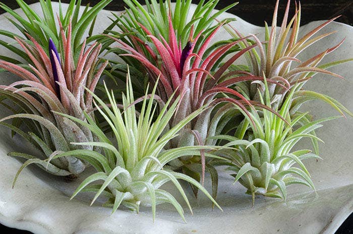 The Artizan Way - Wholesale Live Plant - Tillandsia Ionantha Rubra | Live Air Plant1