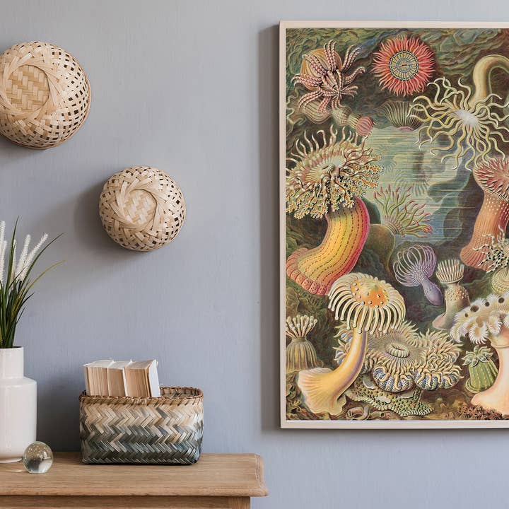 Esque - Wholesale Poster - Poster Ernst Haeckel - Actiniae1