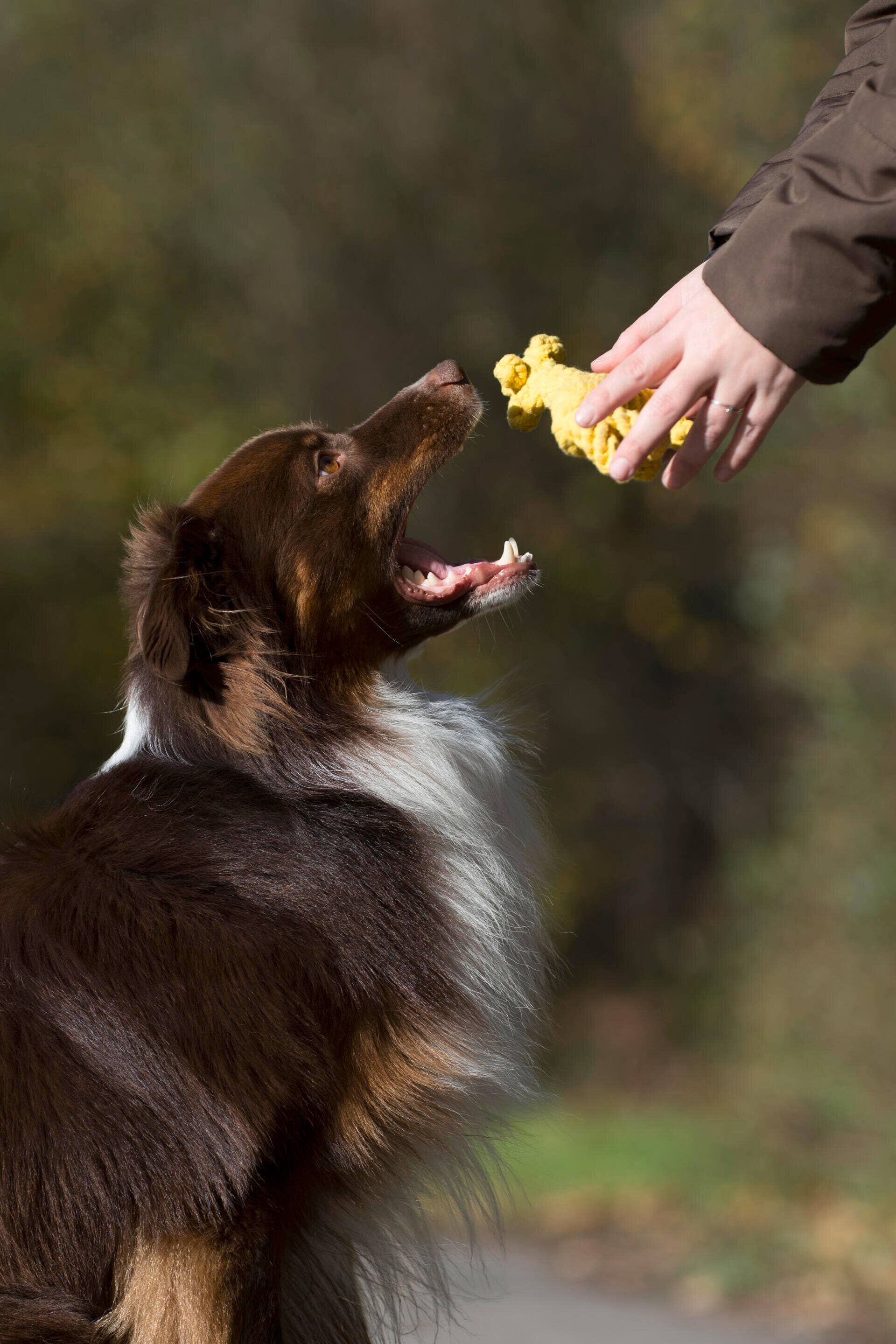 LABONI - Volentis GmbH - Wholesale Pet Rope Toy - Dog - Greta giraffe6