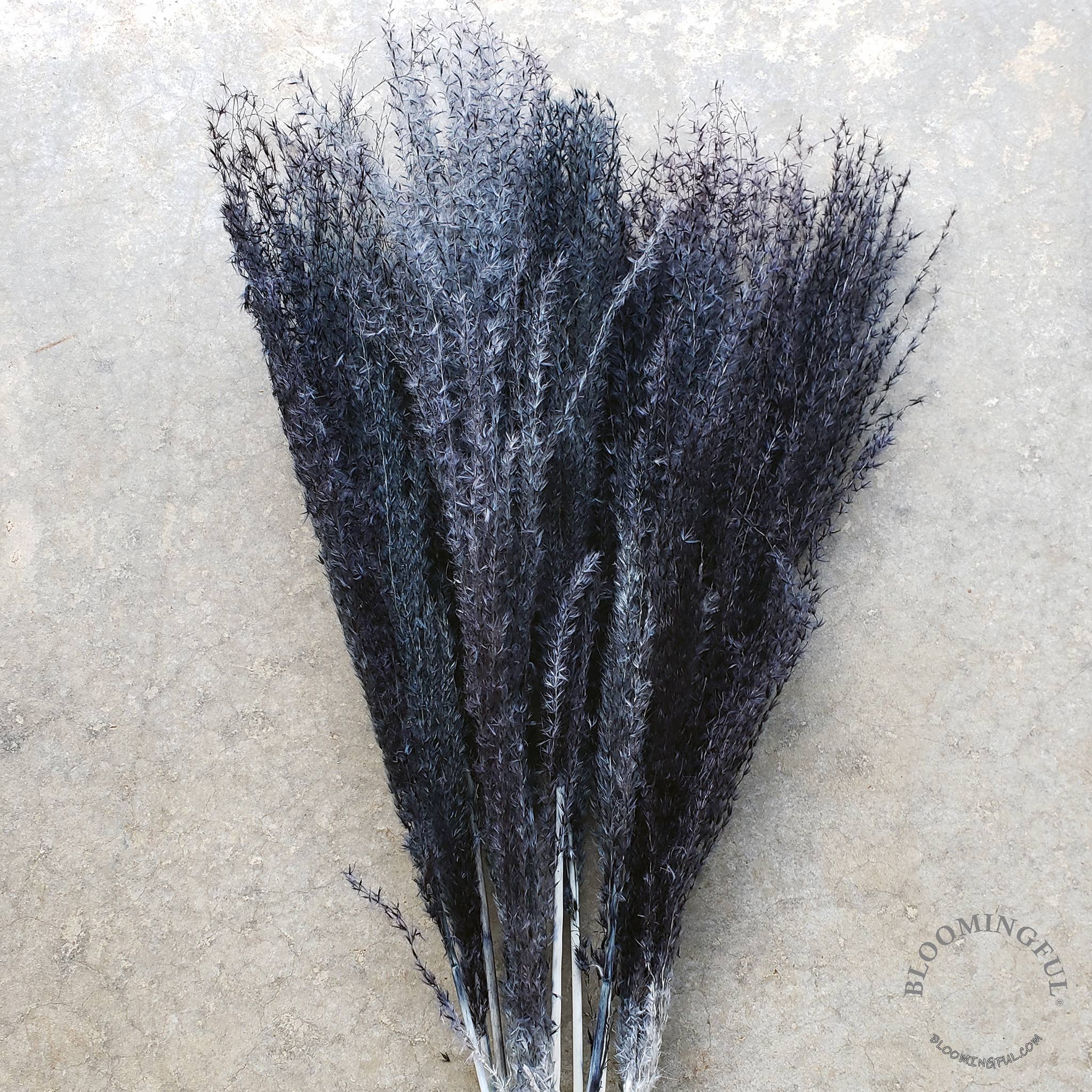 BLOOMINGFUL.COM - Vente Fleur séchée/pressée - Pampa, roseau à plumes, gris de jais, noir (018)0