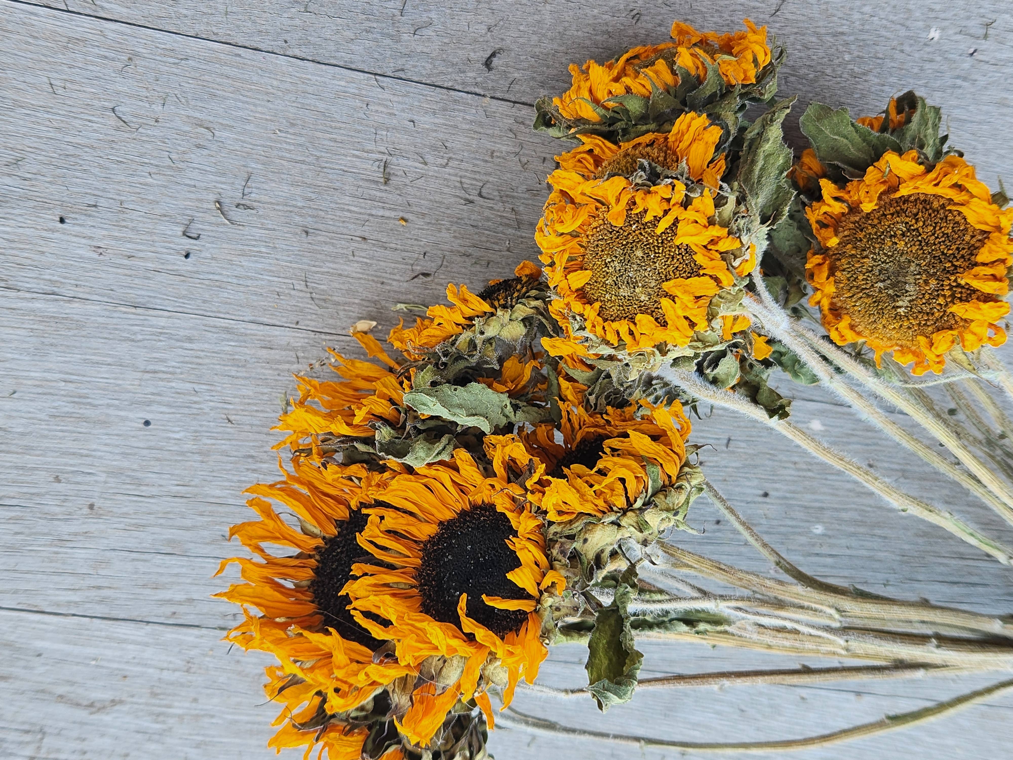 Alissas Flower Farm - Wholesale Dried/Pressed Flowers - Dried Sunflowers4