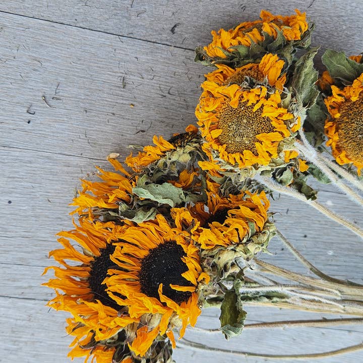 Alissas Flower Farm - Wholesale Dried/Pressed Flowers - Dried Sunflowers4