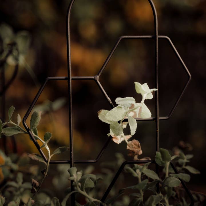 PlantsNsht - Wholesale Trellis - Metal Honeycomb Trellis4