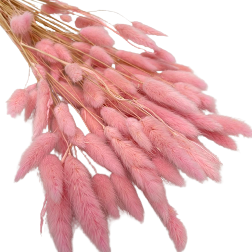 Concari.flores Preservadas - Wholesale Dried/Pressed Flowers - DRY LAGURUS4