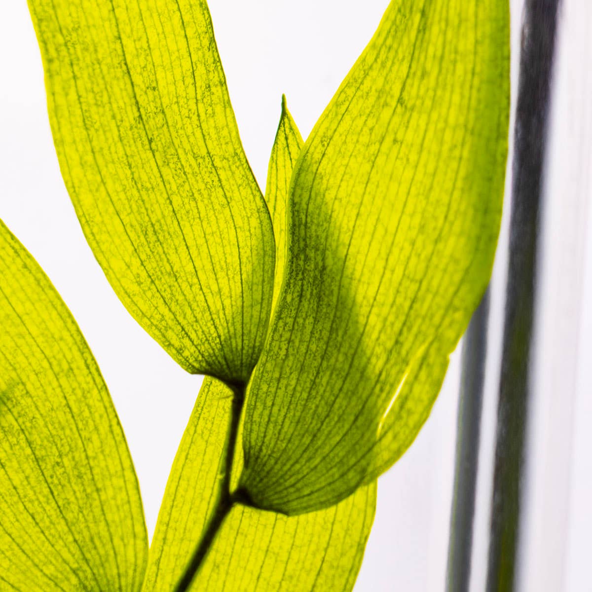 Theophile Berthon – Engroshandel Ægte plante – L'Herbarium Ruscus Italien lysegrøn - nedsænket plante5
