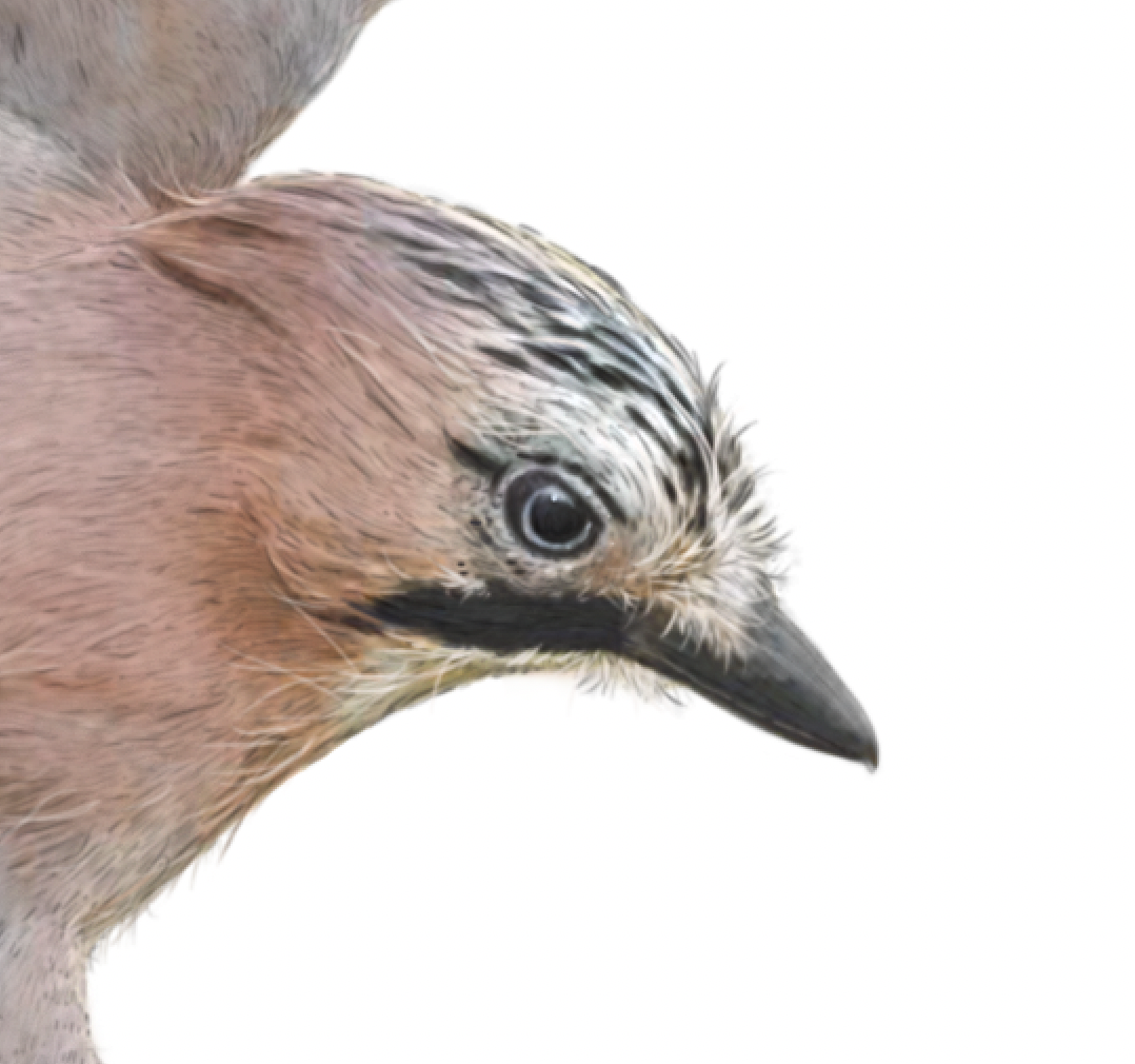 Hidden Planet - Wholesale Art Print - Eurasian Jay  | Eurasian Jay Print | Jay Print1