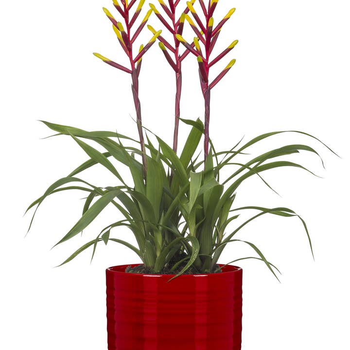 Scheurich - Wholesale Plant Pot - Blumentopf Cottage 850 made of ceramic4