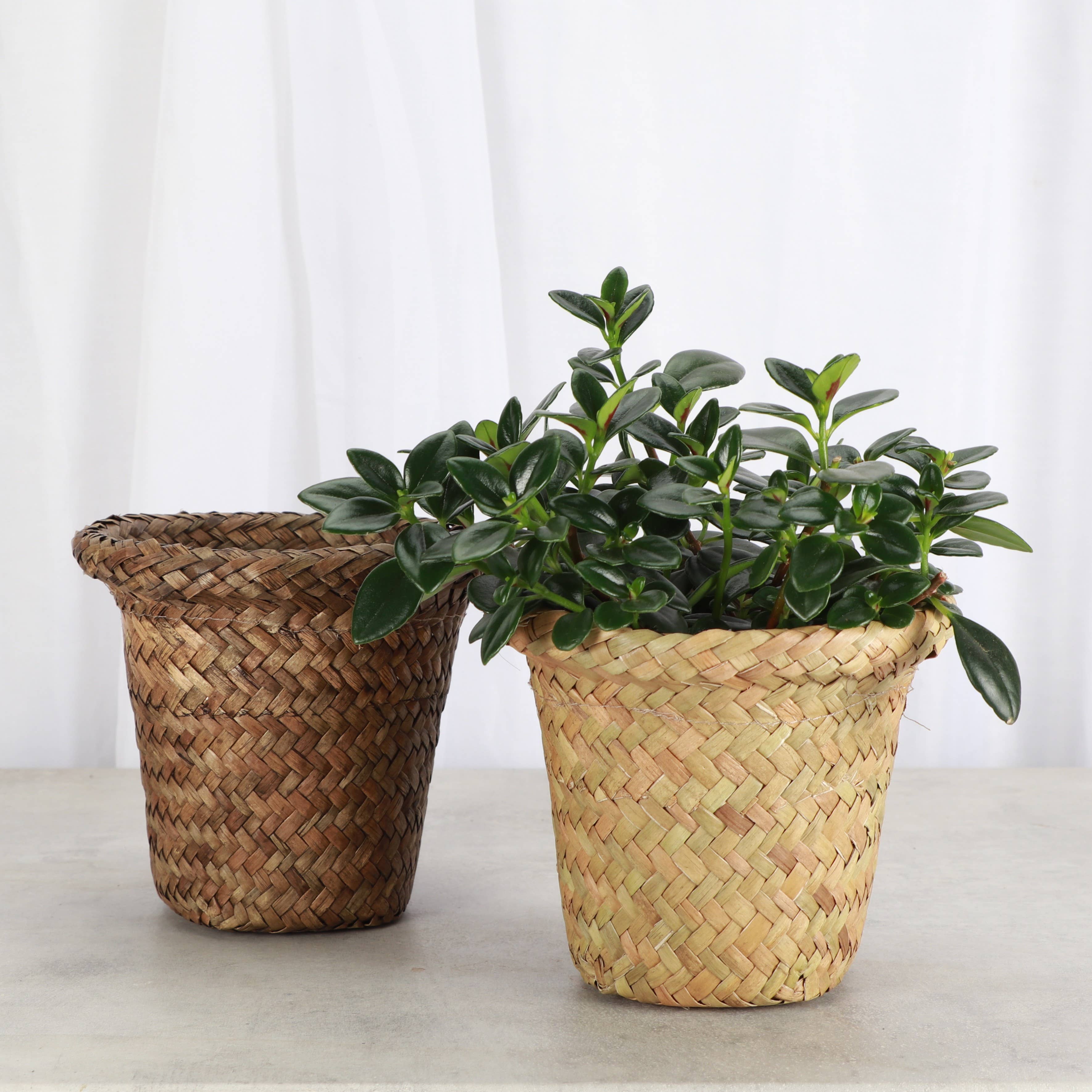 Thorsen's Greenhouse - Wholesale Plant Pot - 4" Woven Decorative Pot Cover for Plants4
