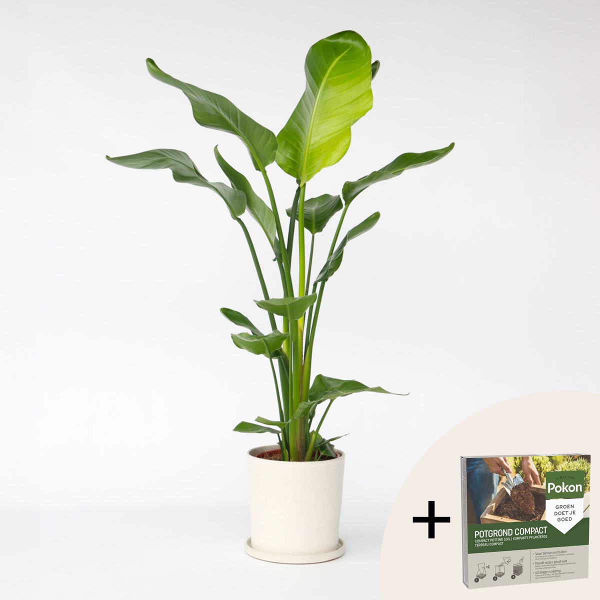 Oasis of Life - Wholesale Live Plant - Strelitzia Bird of Paradise – Strelitzia nicolai – Height 90–110cm – Ø21cm – Tropical houseplant with large green leaves – Exotic banana plant – Incl. 10L Pokon potting soil1