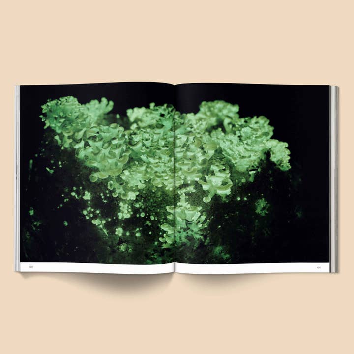 Broccoli – Livro de natureza e atividades ao ar livre por atacado – Spores: Livro de fotografia mágica de cogumelos11