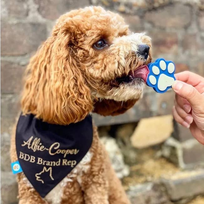 Paw Beans (Pair) | Daniel's Pet Emporium and other Purchase Wholesale black turtle beans. Free Returns & Net 60 Terms on Faire trending on Faire.