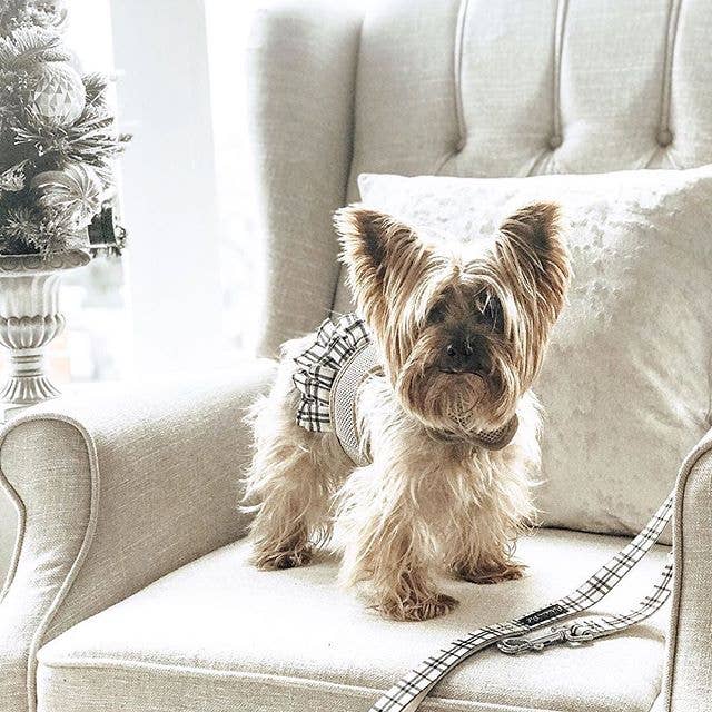 Parisian Pet® - Wholesale Pet harness – Dog - Harness Dress Khaki Plaid – Functional Dog Harness1