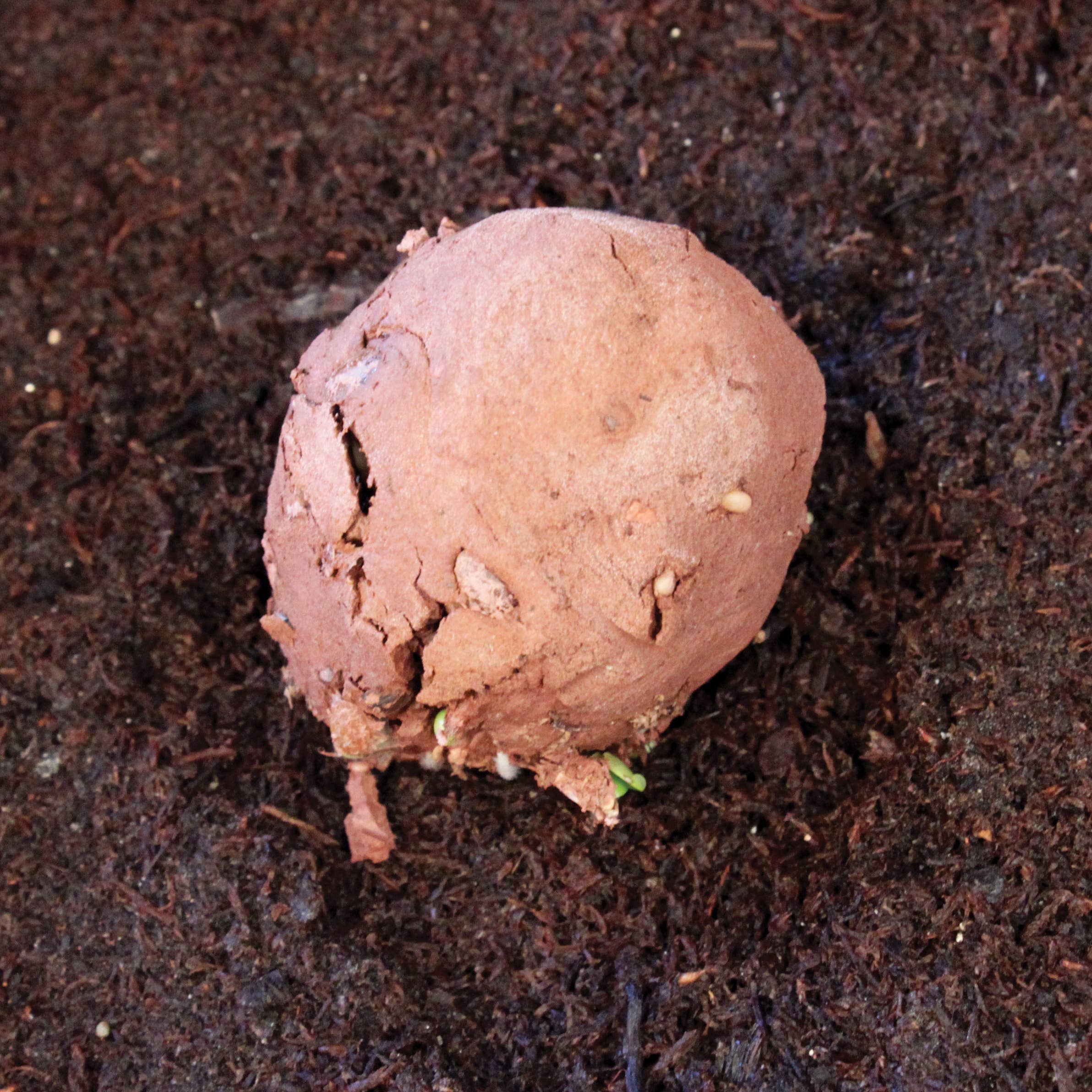 Silver Circle Products - Wholesale Plant Seeds - Cottage Garden Seed Stones1