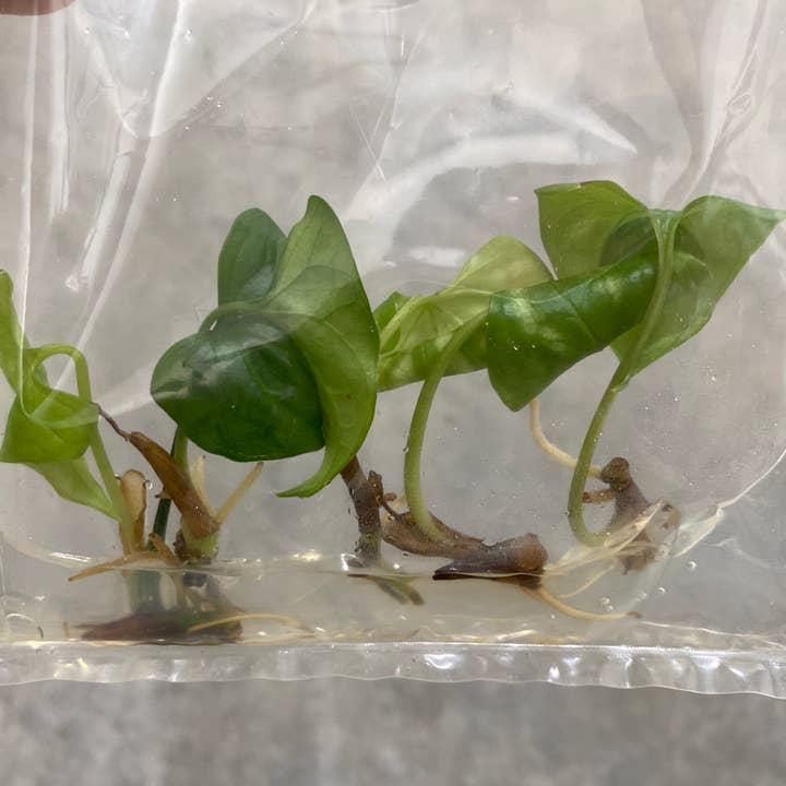 OrchidBox - Wholesale Live Plant - Cercestis mirabilis variegated TC Plantlet | Rare Houseplant2