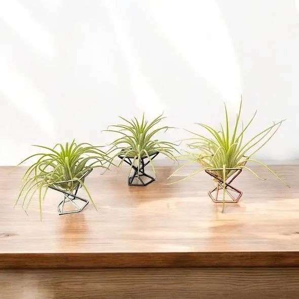 Mini Plant Stands – Small Metal Plant Holders for Indoor Planters – Boho, Rustic, Mid-Century Display Stands for Air Plants for wholesale by Airplant Direct