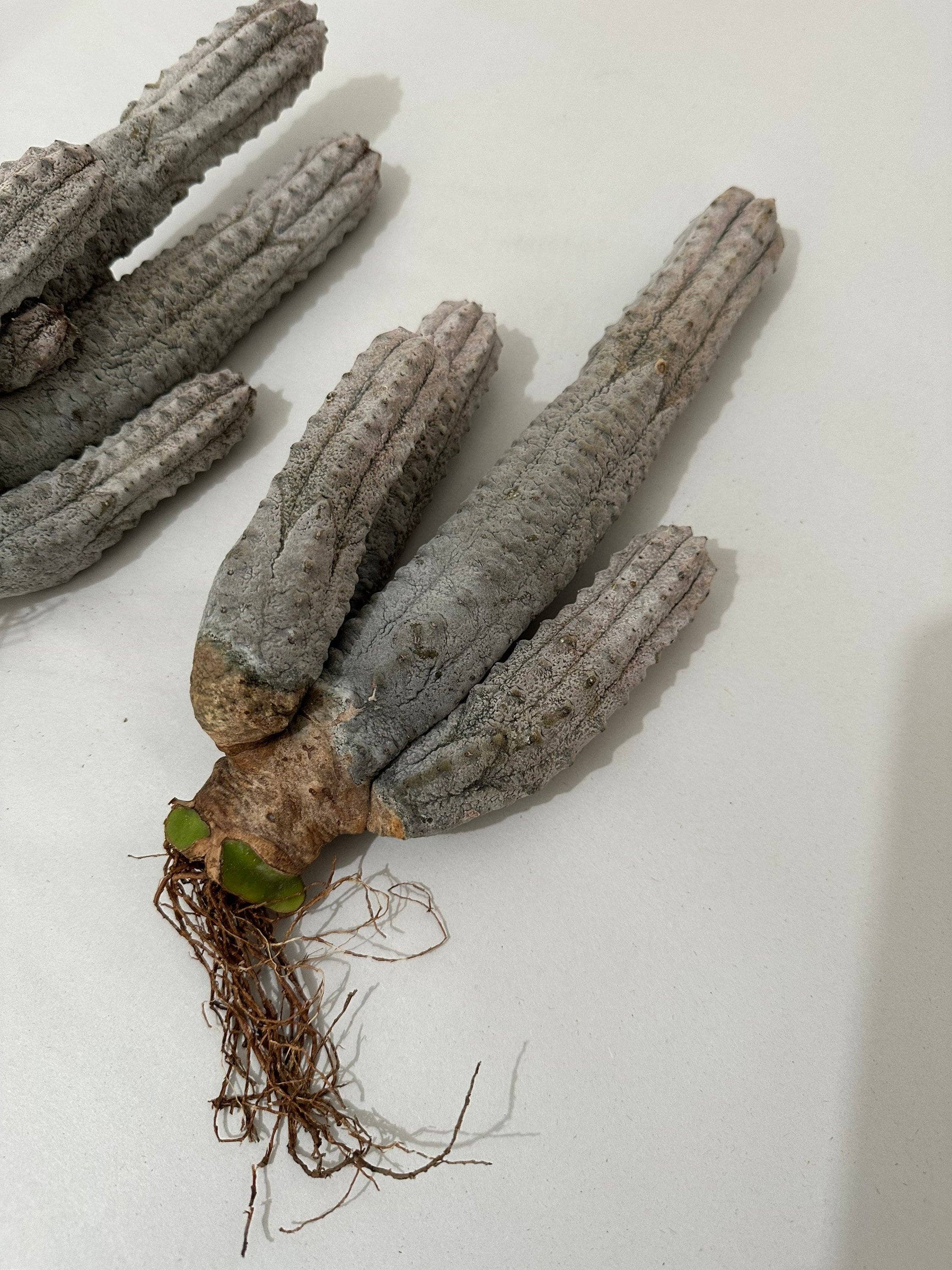 Grow Margo - Vente Succulentes - Cluster gris Euphorbia Abdelkuri - Cactus vivant unique - Cand6