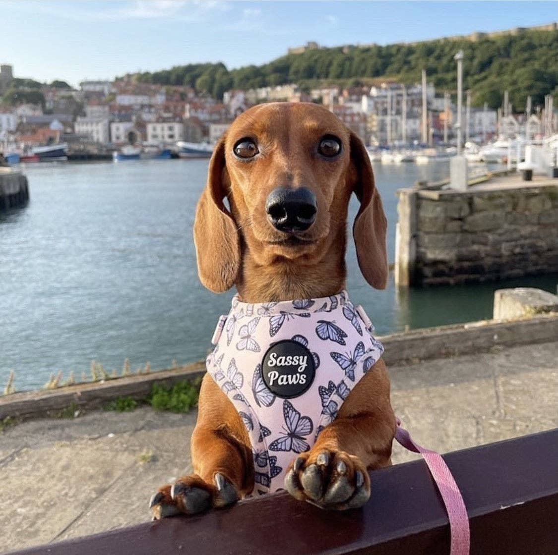 Sassy Paws Collection - Wholesale Tuig voor huisdieren - Hond - Borstharnas voor honden - Purple Emperor6