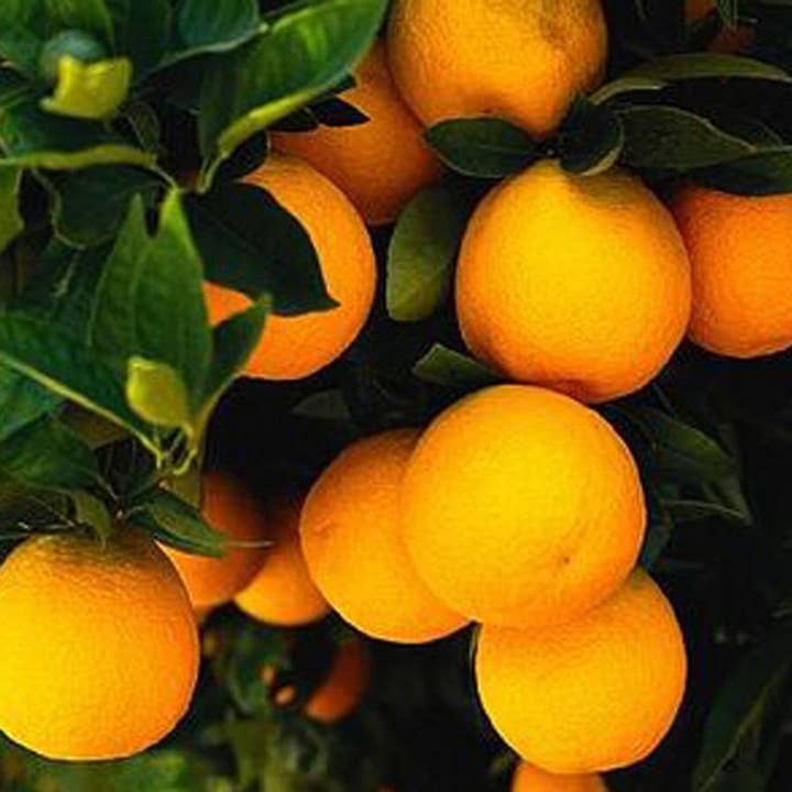 AZIENDA AGRICOLA MIGLIORETTI - Venta al por mayor Zumos de fruta - Zumo de Naranja Rubia Bio, hecho en Italia, ideal para picnic