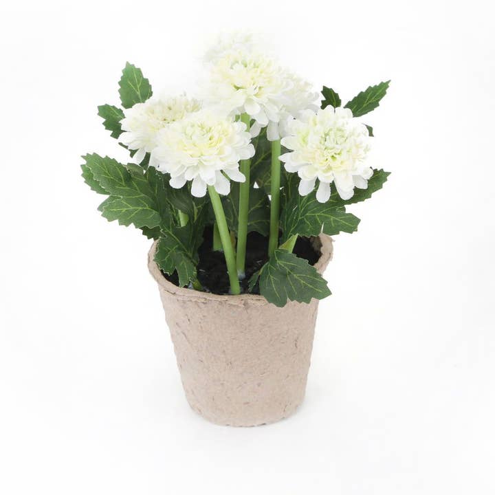 Closer2Nature – wholesale Artificial flowers – Artificial 18cm White Chrysanthemum Plant with Gift Box1