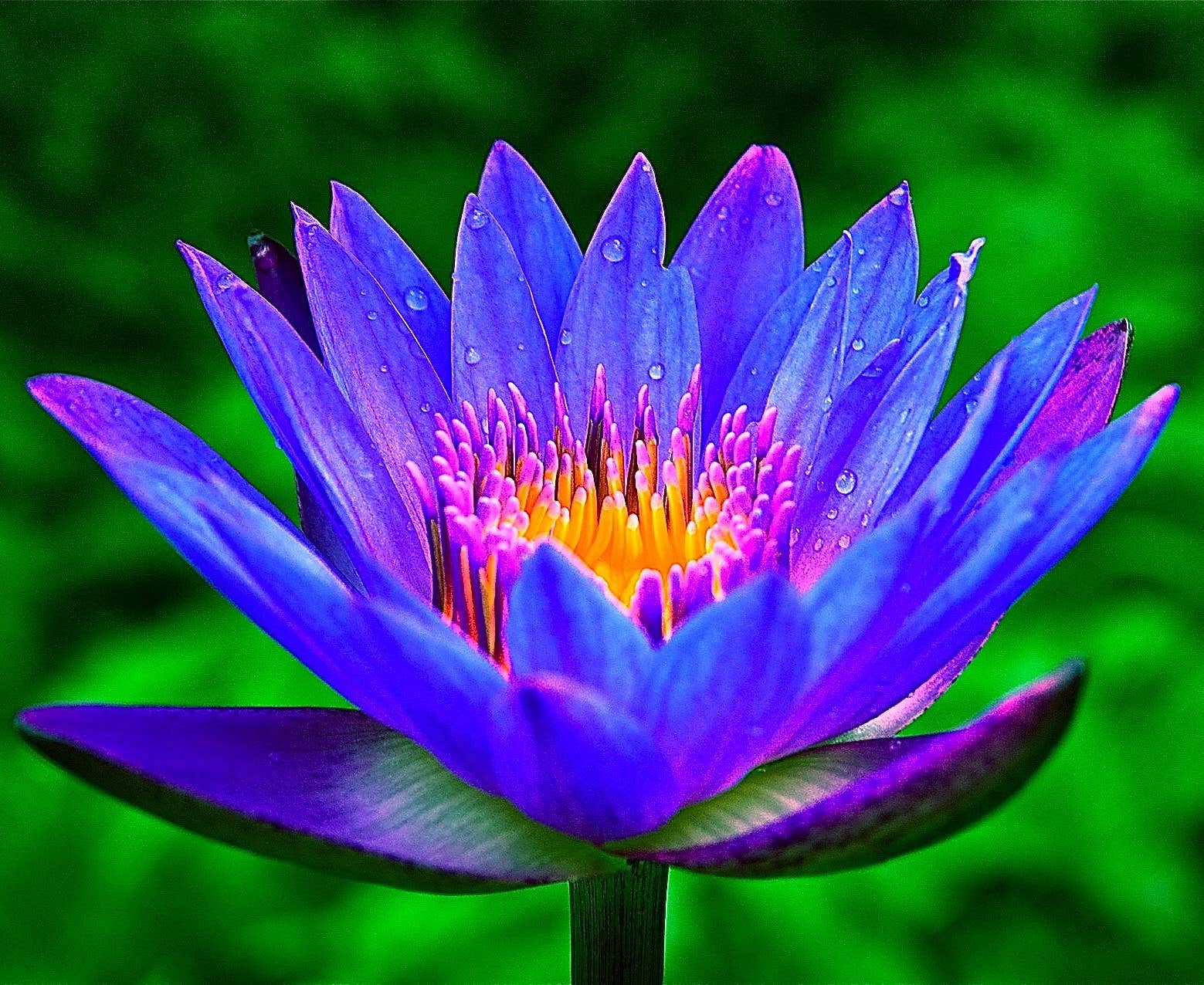 Du Jardin Beauty - Wholesale Facial Serum/Concentrate - Blue Lotus Evening Renewal Serum W Bakuchiol & White Lupin2