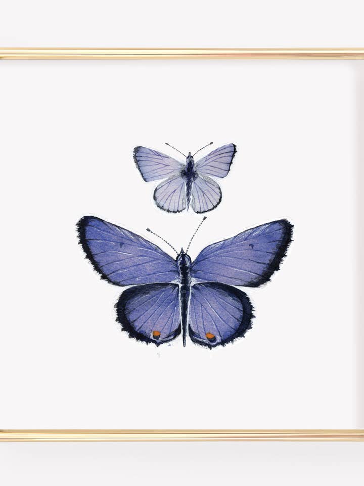 Kunstdruk met blauwe vlinder met oostelijke staart voor wholesale door Tara Feather Designs