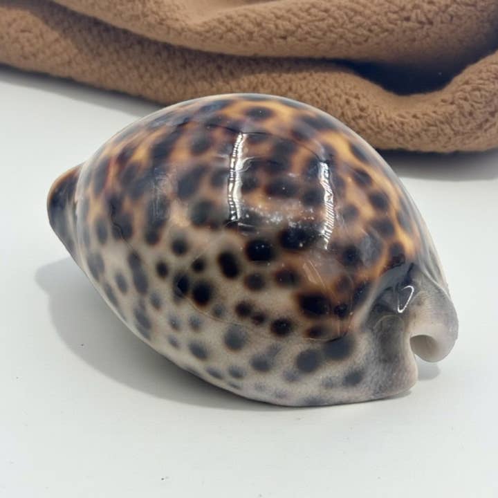Tiger Cowrie for wholesale by Earths Elements Wholesale
