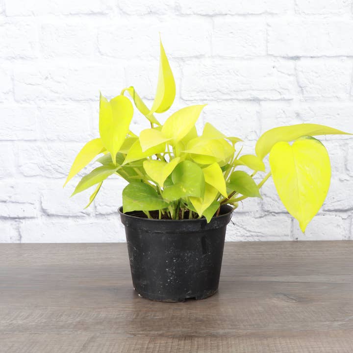 Thorsen's Greenhouse - Wholesale Live Plant - Neon Pothos Plant - Live Plant