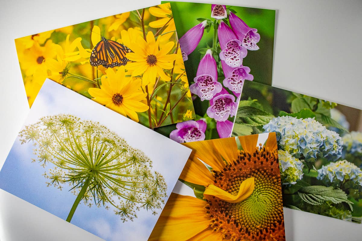 Wren - Wholesale Everyday Greeting Card - Hydrangea (Blank inside) Greeting Card4
