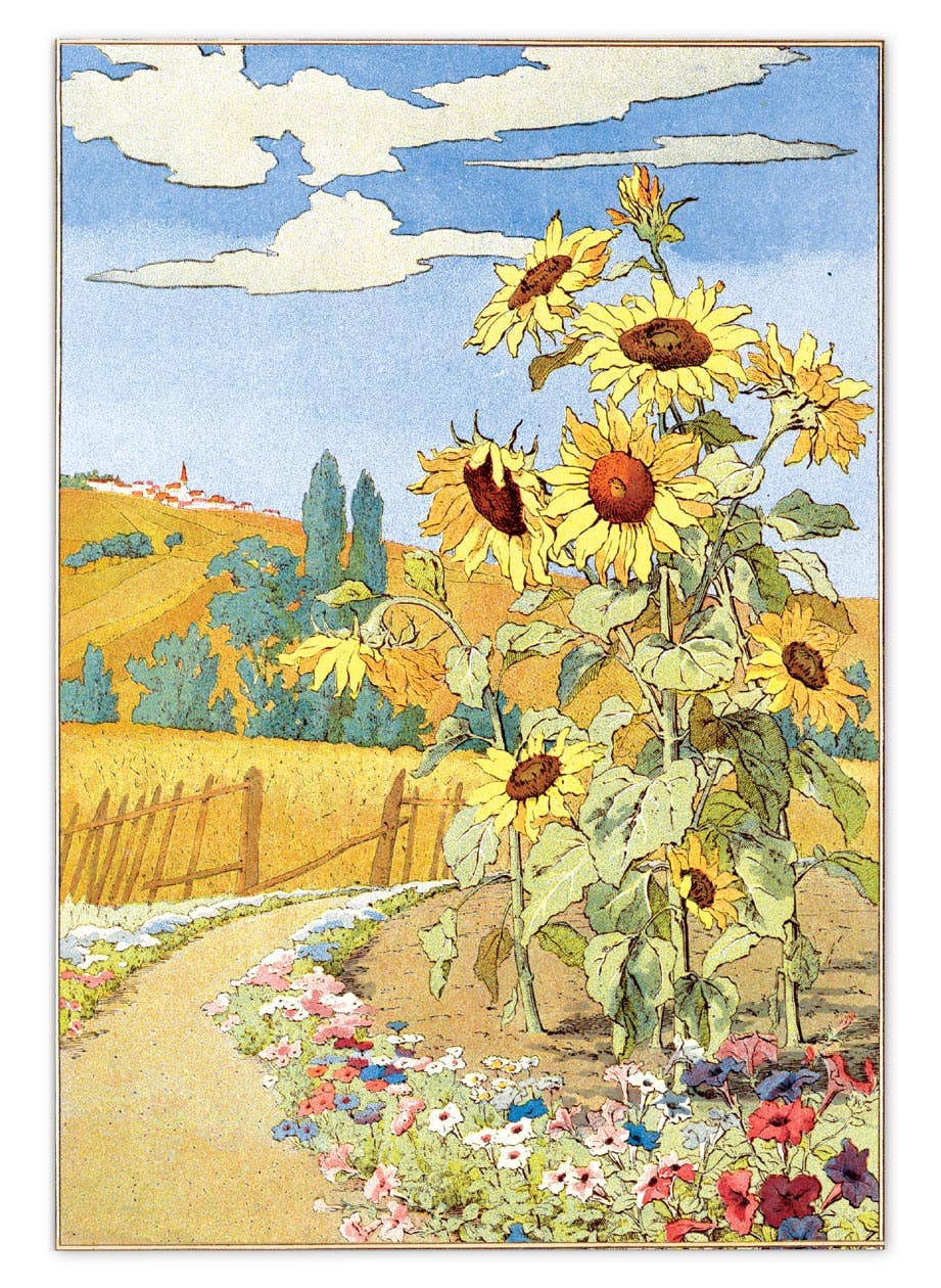 Laughing Elephant – Großhandel Postkarten-Set – Sonnenblumen-Postkartenbox — Postkarten für den täglichen Gebrauch in Schachtel11