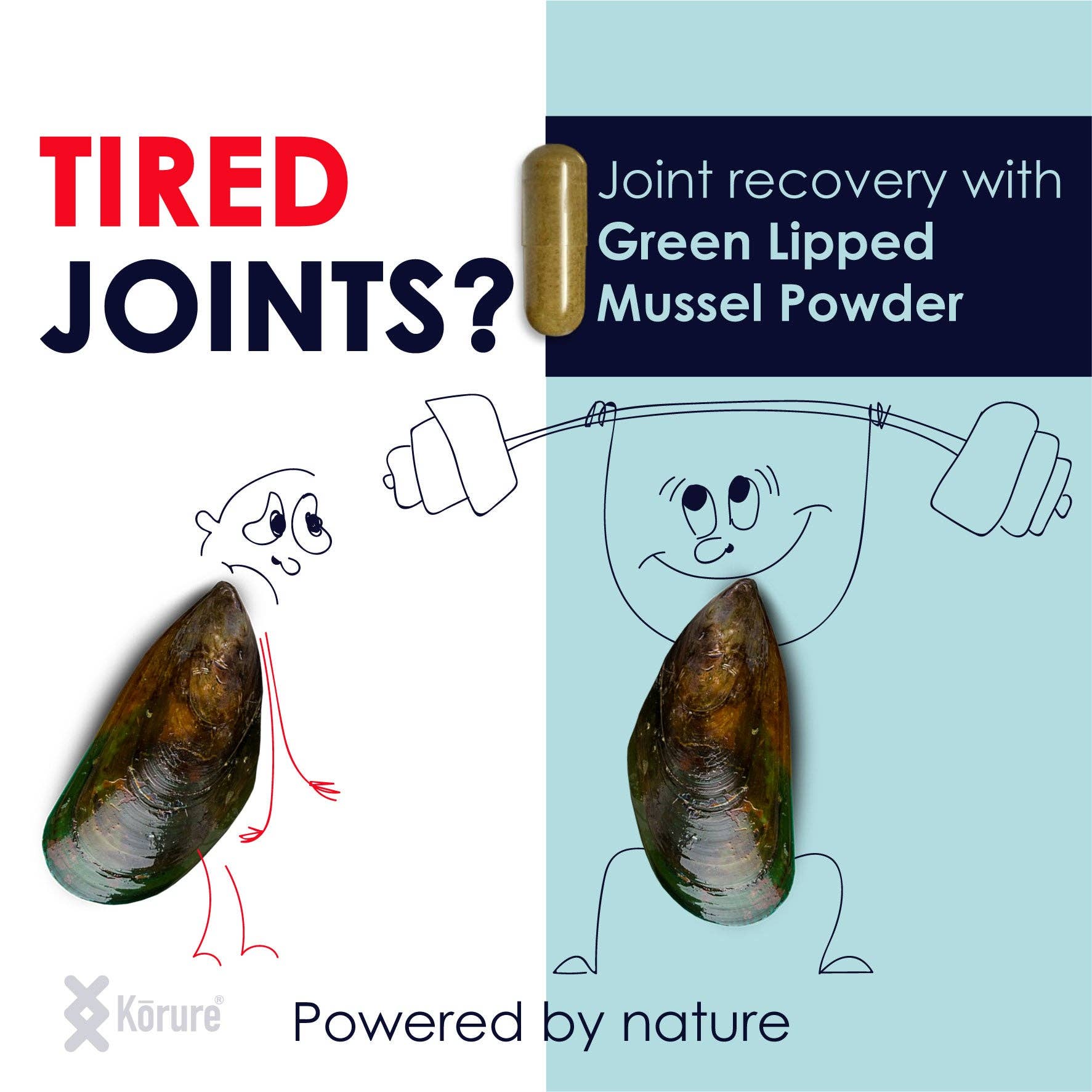 Korure - Wholesale Oral supplement/vitamin - MP Powder - Green lipped mussel2