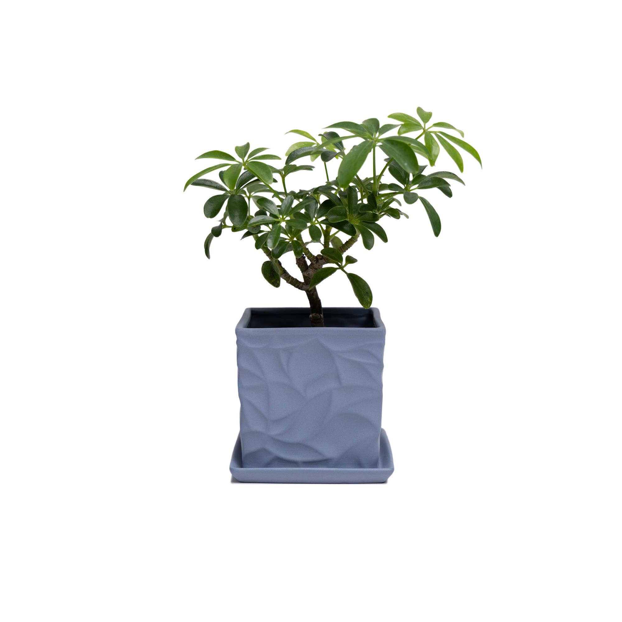 Chive - Wholesale Plant Pot - Handmade Ceramic Virago Pots | Artisan Plant Planters26