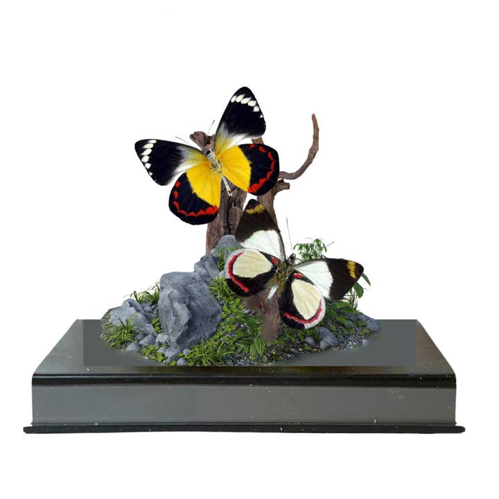Instar Innovations - Wholesale Decorative Tabletop Object - Â Delias Butterflies (Jezebels) Diorama | 6x6x6 InchÂ