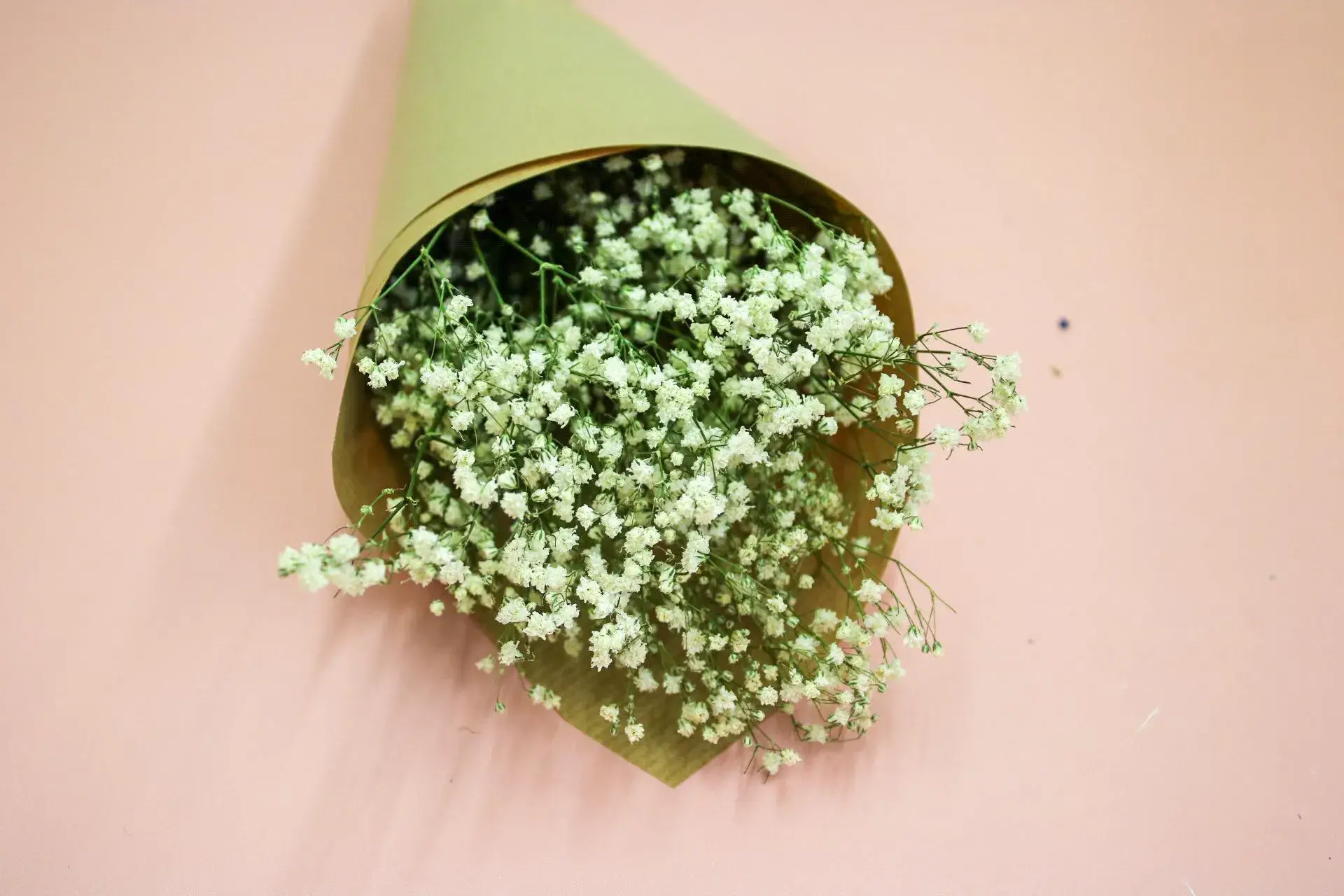 Wildestdreams.flowers - Wholesale Dried/pressed flowers - Fresh White Gypsophila - Baby's Breath Flowers  0