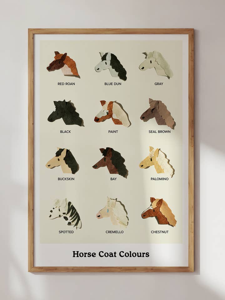 Horse Coat Colours Illustrated Poster for wholesale by Neets