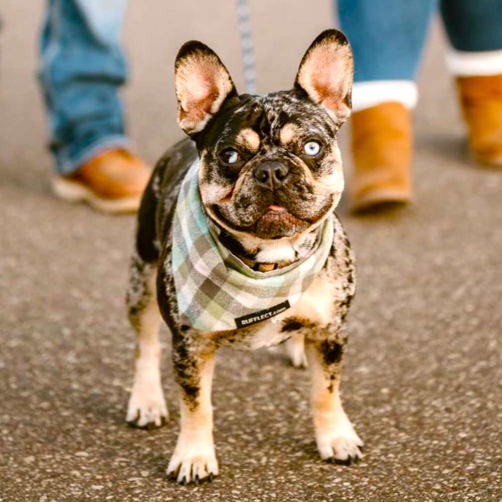 RUFFLECT Dog Bandanas - Vente Bandana – chien - Bandana pour chien RUFFLECT® en flanelle à carreaux Seaglass5