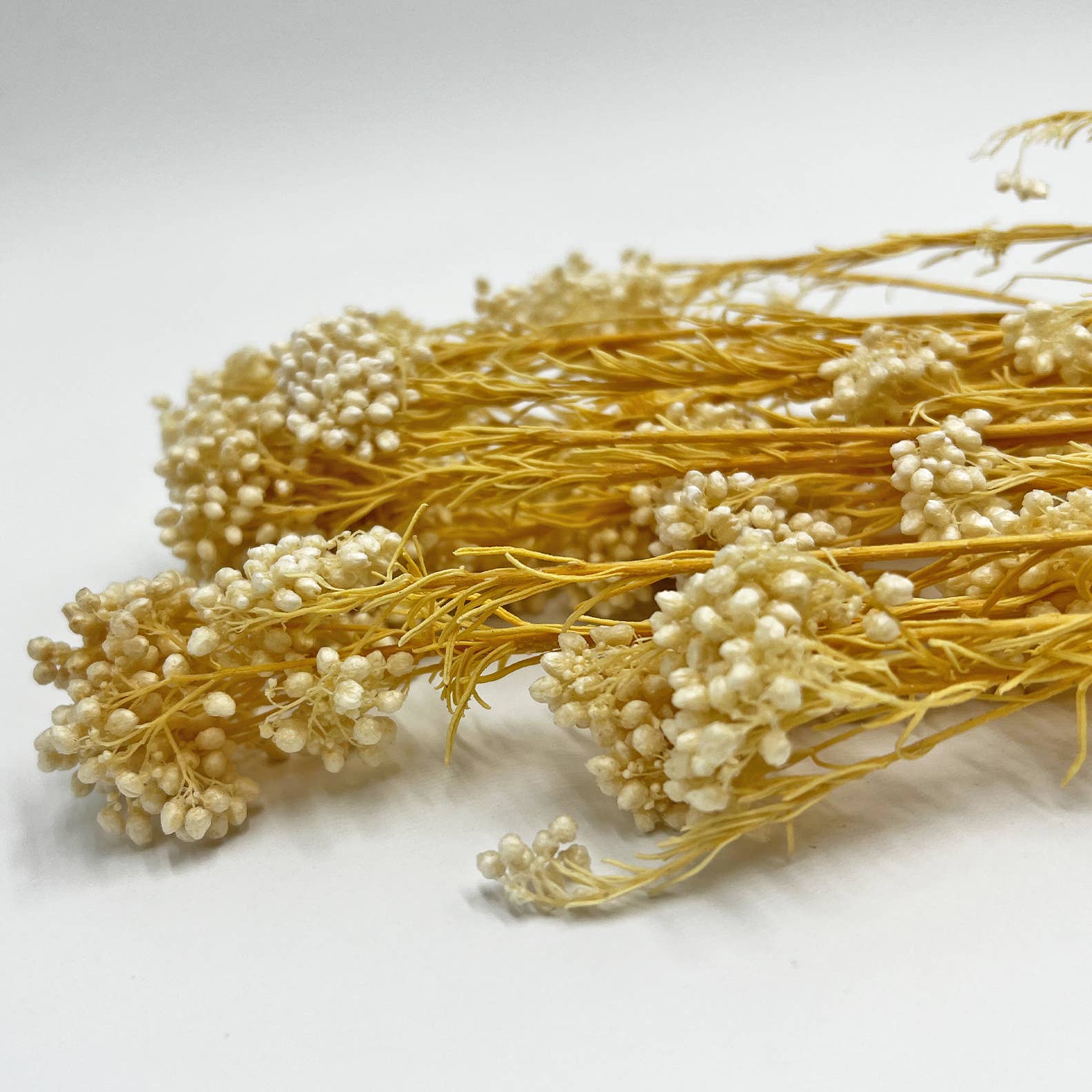 2626 Designs – Engroshandel Tørrede/pressede blomster – Konserveret hirse og risblomst - Immortelle og Ozothamnus blomster31