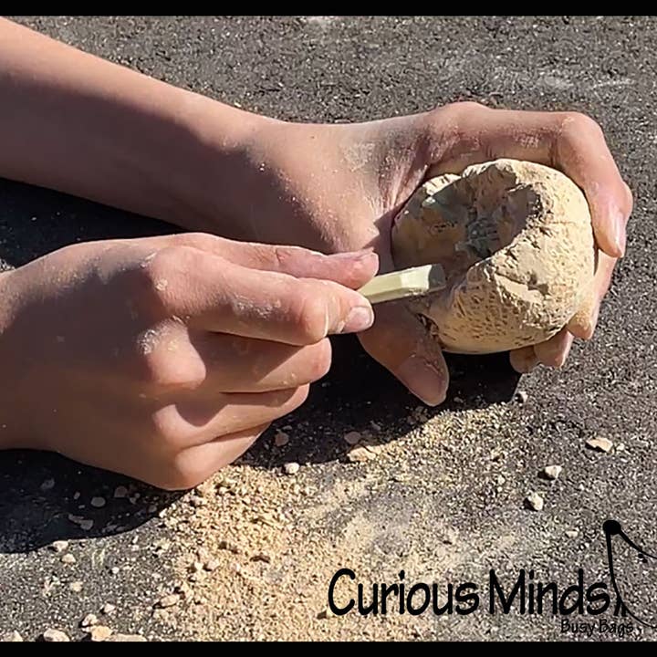 Curious Minds Toys - Wholesale Figurine toy – Kids - 1 Dinosaur Fossil Excavation Dig Eggs - Uncover Dino Fossil 11